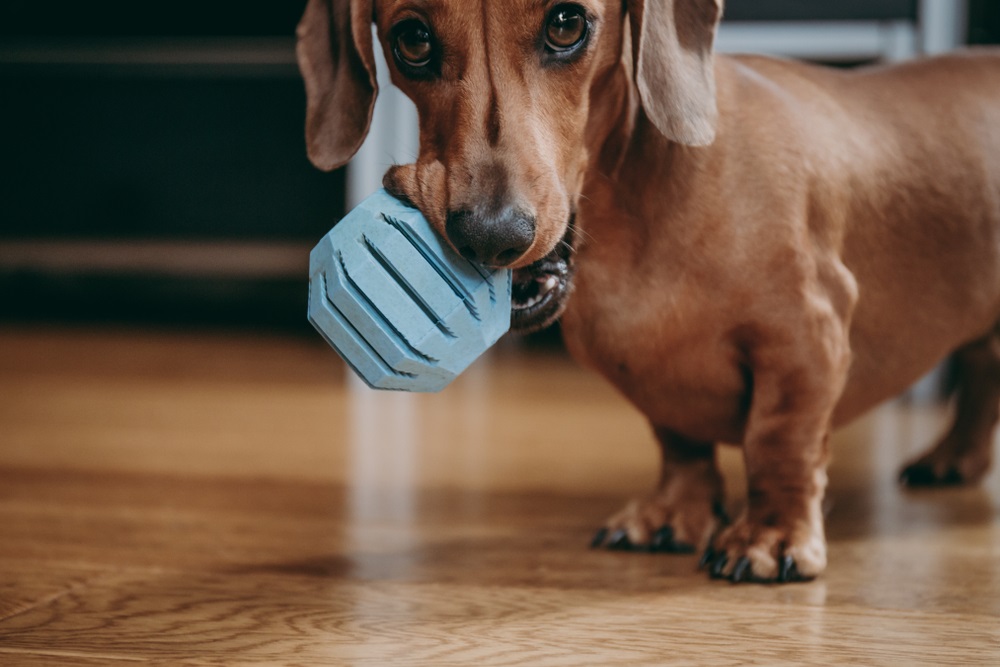 a dachshund puppy holding a blue dog toy in his mouth 