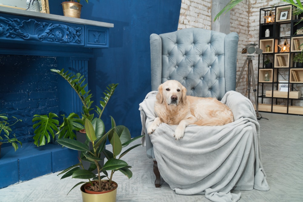 A large golden retriever dog sitting on a blanket on top of a chair 