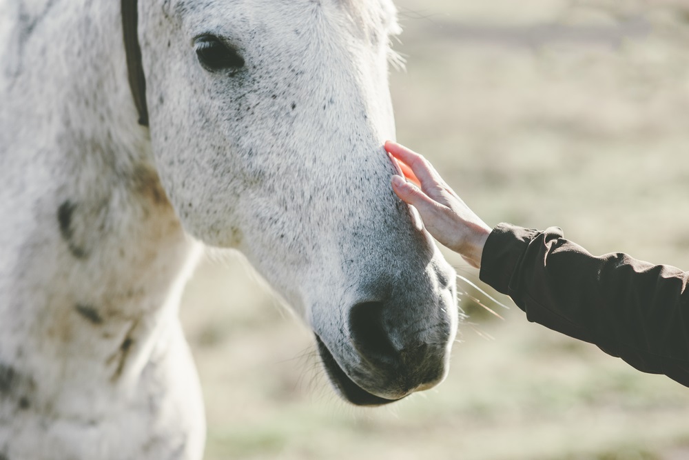 a person's hand reached out and petting the face of a large white horse