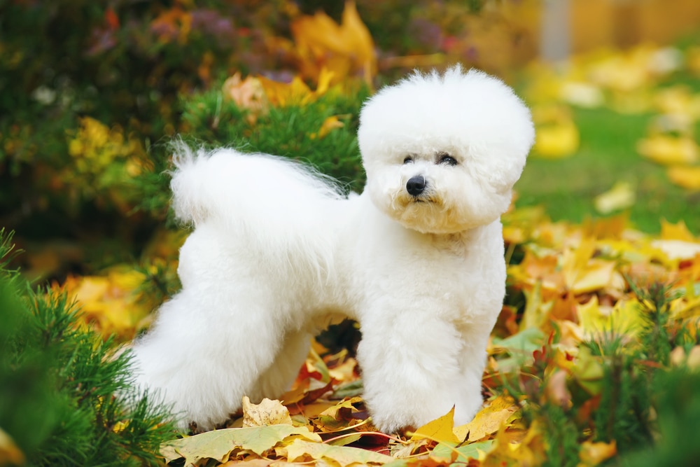 Bichon Frise dog outside in the leaves