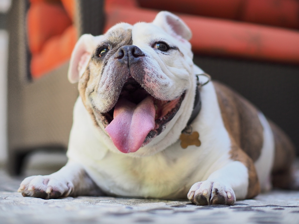 Happy English bulldog with his tongue out
