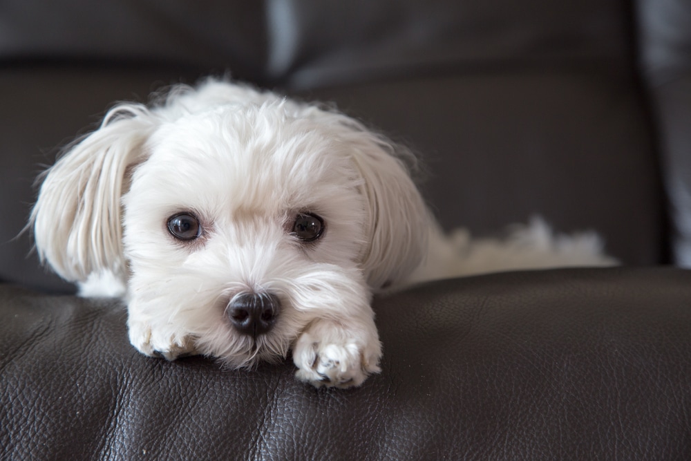 Maltese dog laying on couch