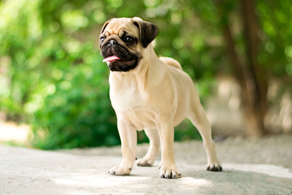 Pug puppy standing outside in nature