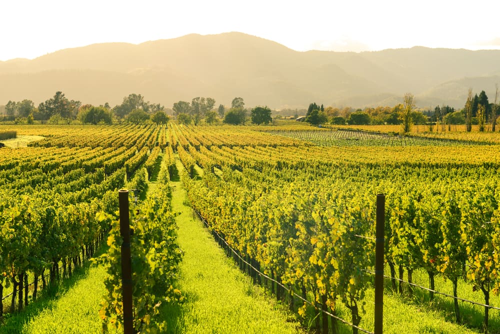 vineyard in Napa Valley California