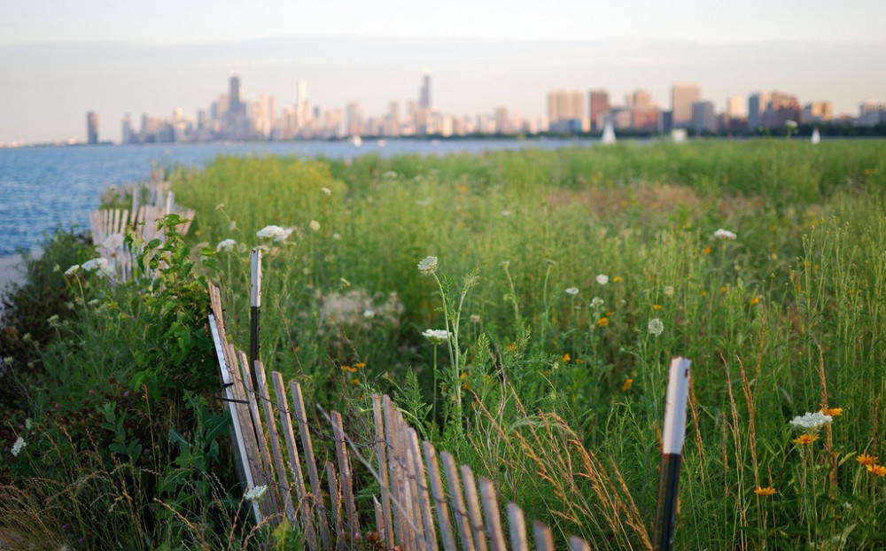 a view of the city from Montrose Point Bird Sanctuary. There are many tall buildings in the faded skyline while in the foreground, there is tall grass and flowers and a wooden fence