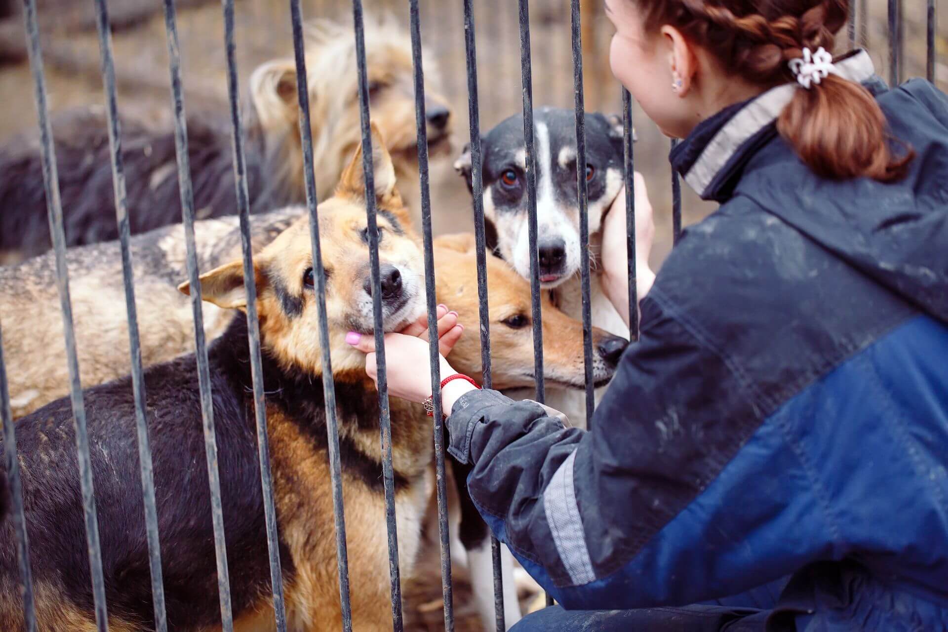 volunteer in D.C. a girl volunteering at a dog shelter