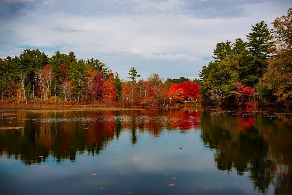 lots of trees next to a body of water during the Massachusetts foliage