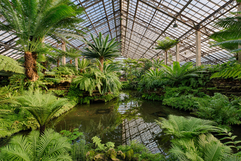 the fern room at Garfield Park Conservatory. There is a pond in the middle and a lot of ferns and palm trees around.