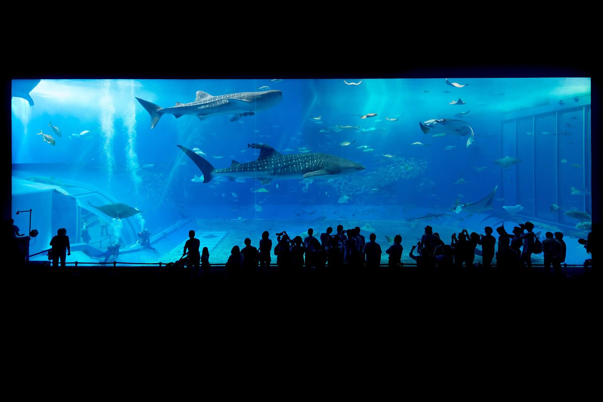 museum membership D.C. indoor aquarium