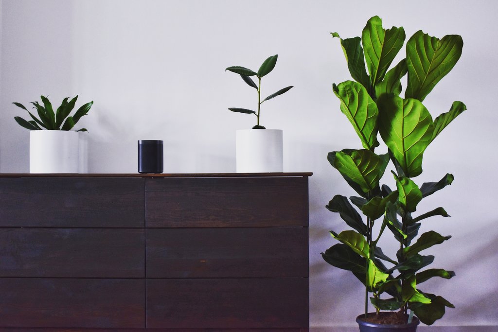 A large wooden dresser with six drawers sits in a room, in front of a large white wall. On top of the drawers are three vases, two white and on black. In the two white ones there are leafy green plants growing. To the right of the drawers is a tall plant with large, green leaves sitting in a blue pot.