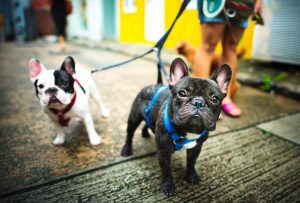 Two small dogs on lease going for a walk
