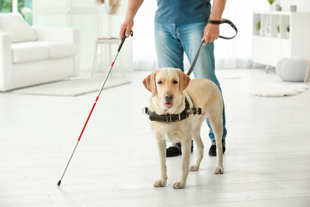 A man wearing a blue shirt and blue jeans with a probing cane extended holds the leash of a seeing eye service dog
