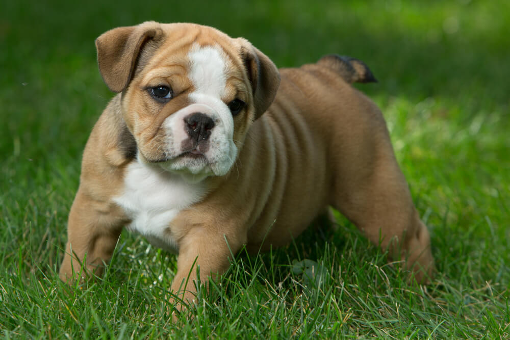 Adopt a dog DC and English bulldog puppy posing on a lawn