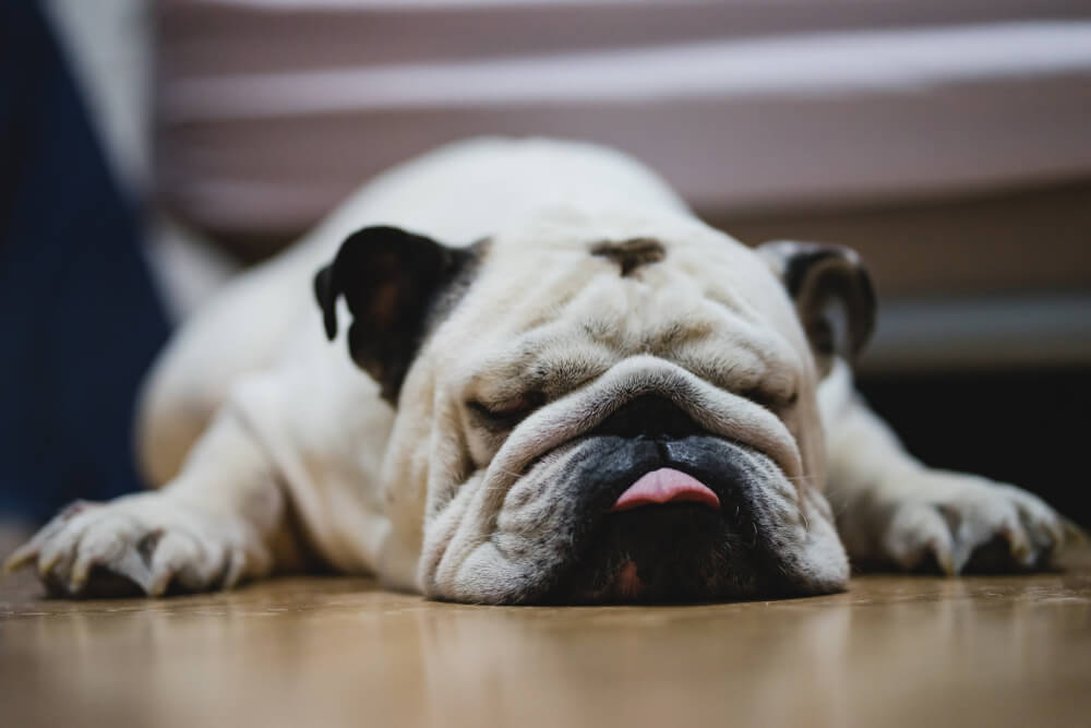 an English Bulldog sleeping on the floor with his tongue out