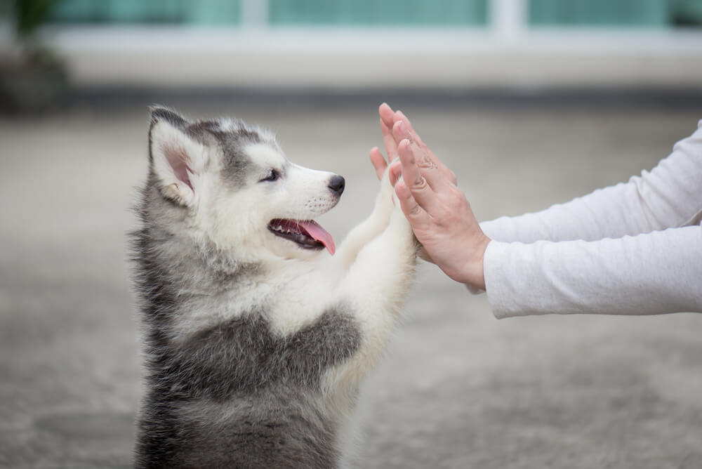 husky puppy high fiving a lady with both paws