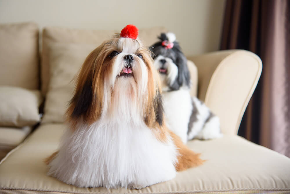 two Shih Tzu dogs sitting on a couch
