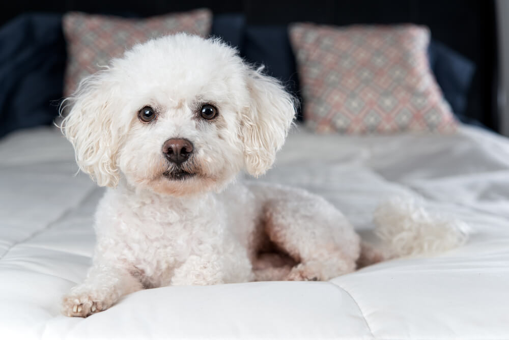 a Bichon Frise lying on a bed