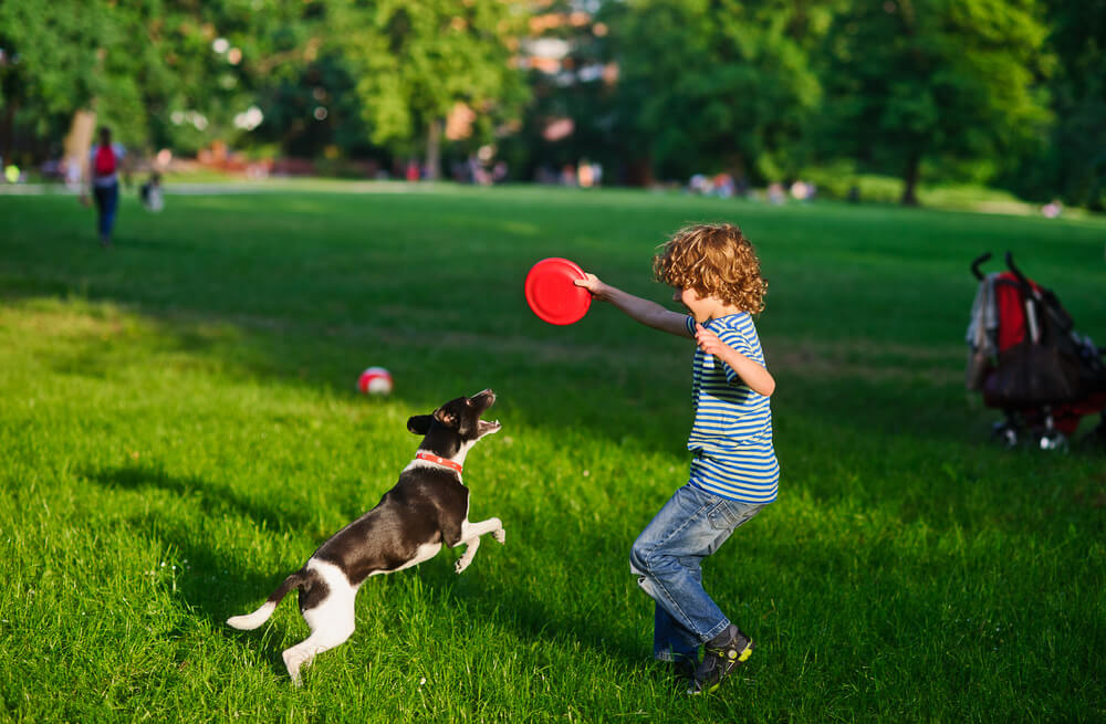 a boy and a dog playing with a Frisbee in a green park
