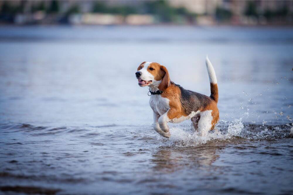 a dog splashing around in a lake