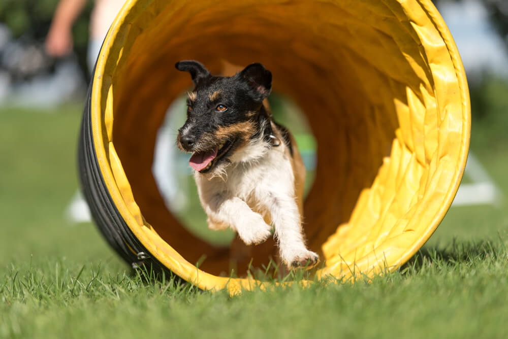 a dog running through an agility-course tunnel