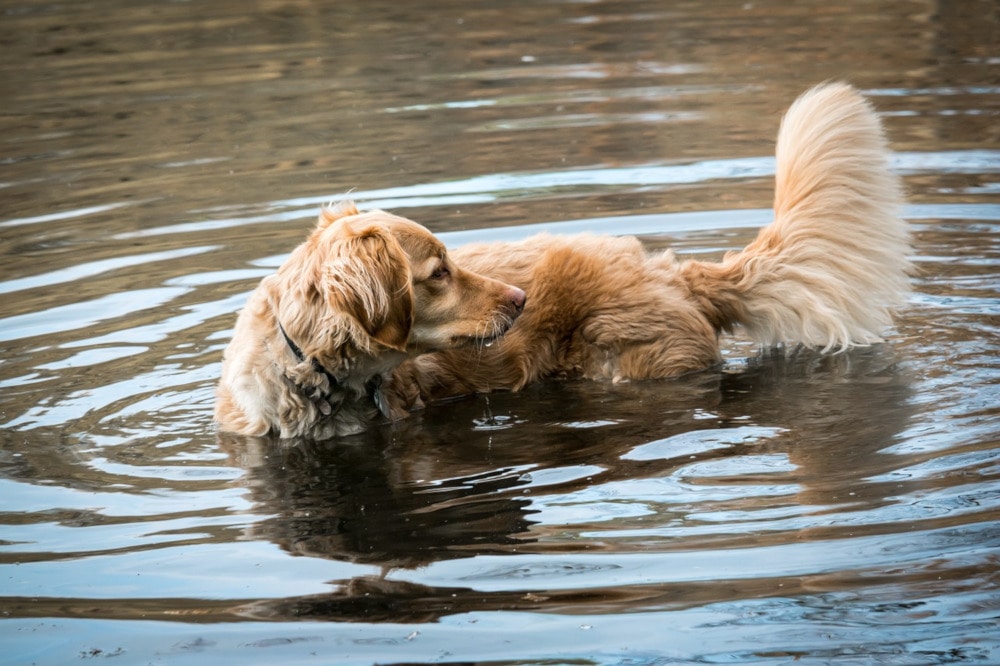 a golden retriever playing in a lake