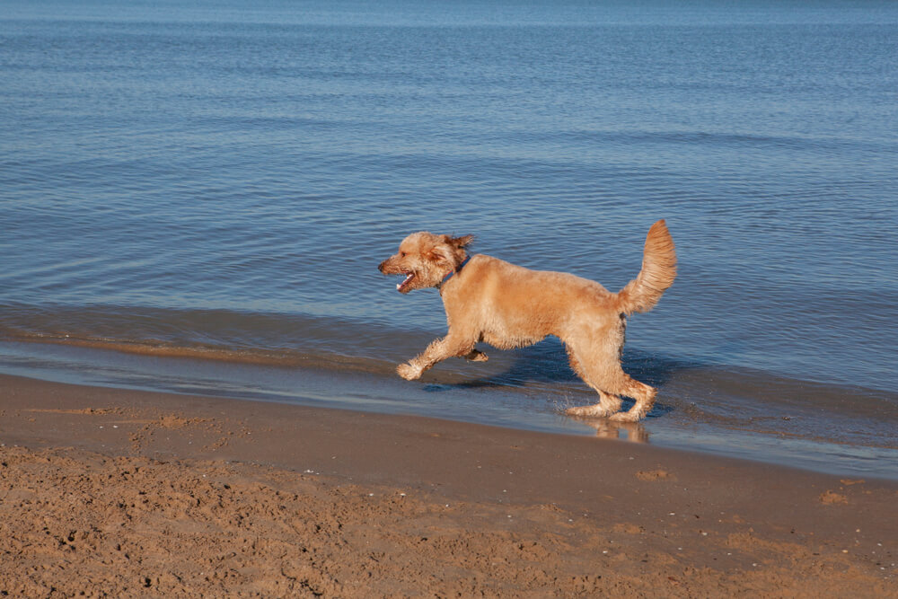 Golden Retriever running on the beach