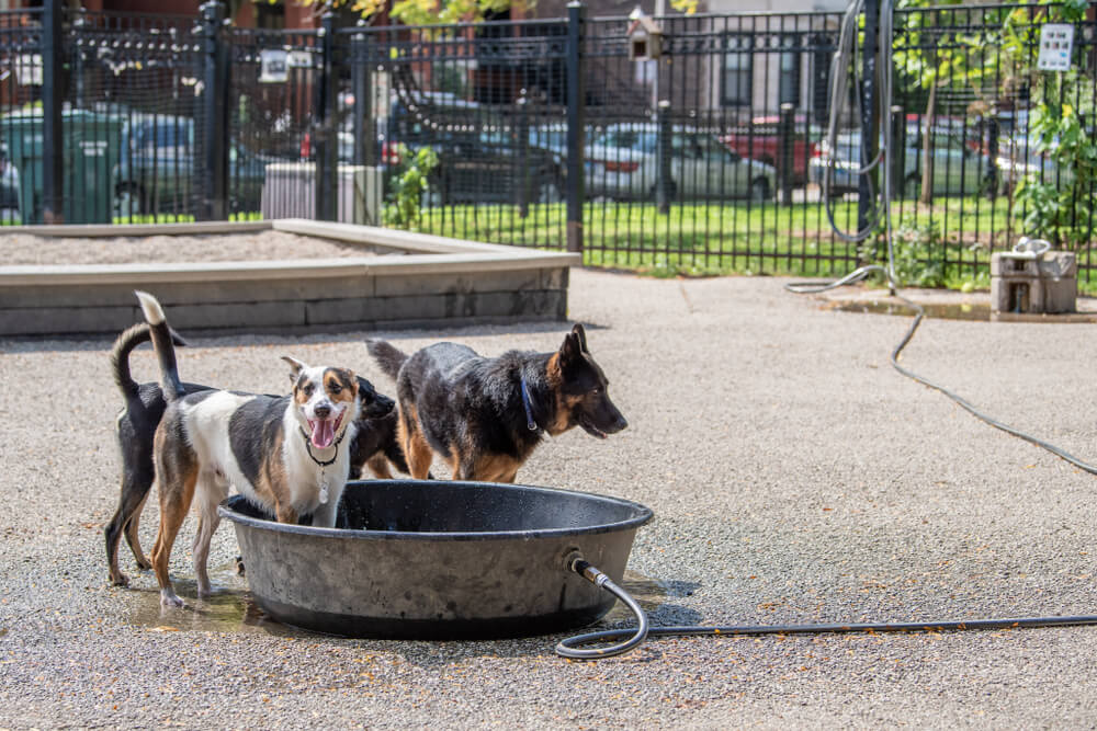 three dogs with playing in a doggie pool in a park