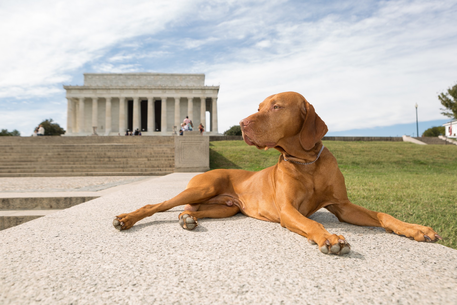 10 Pawfect & Best Dog Parks in Washington D.C. Blueprint