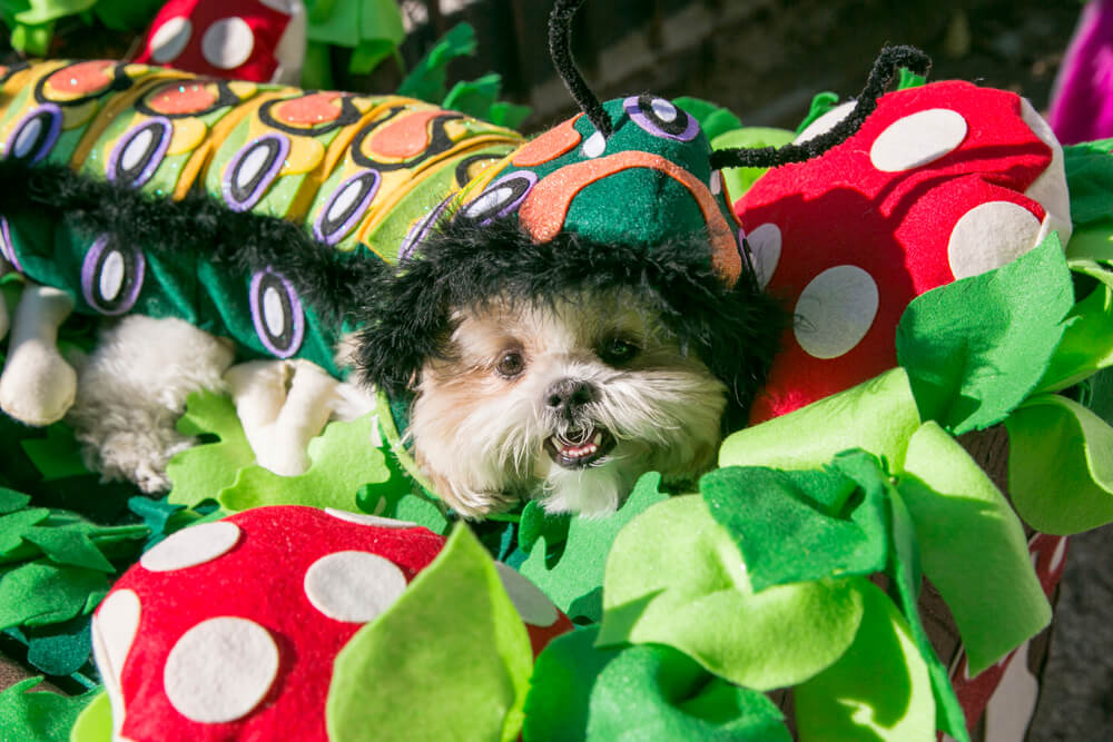 small dog dressed up in a caterpillar as a Halloween costume