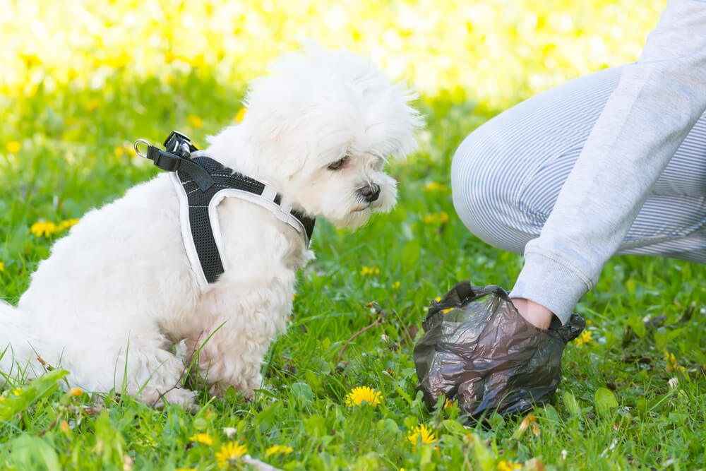 a small dog and its owner in the park, using a bag to clean up the dog's poop