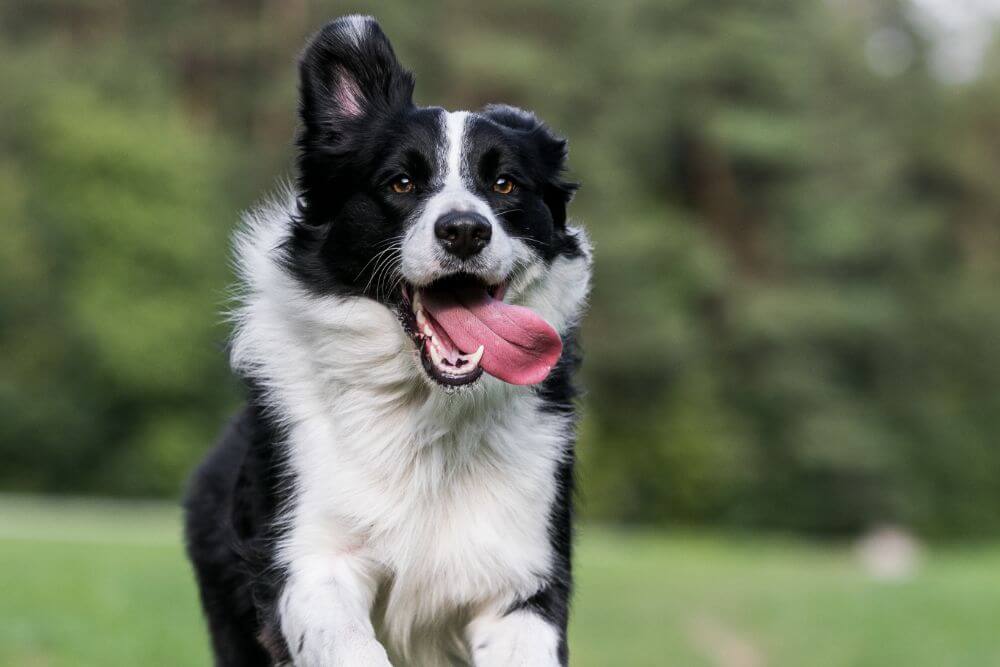 a dog running in the park 