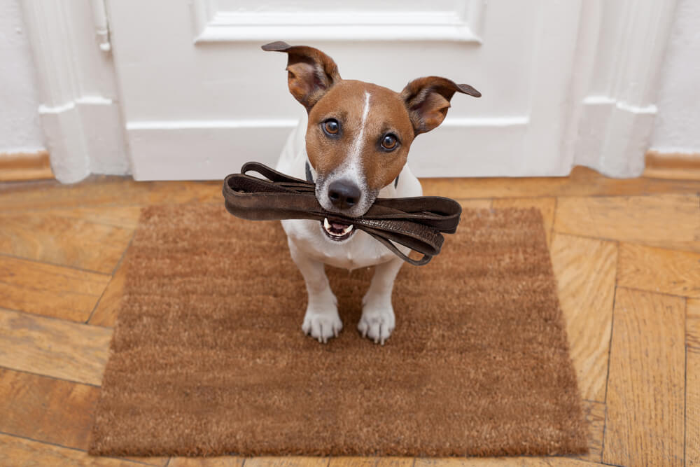 A Jack Russell dog waiting in front of a white door with a brown leash in his mouth 