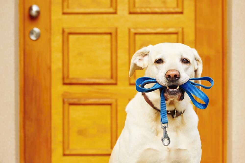 a yellow Labrador is standing in front of a wooden front door with his blue leash in his mouth 