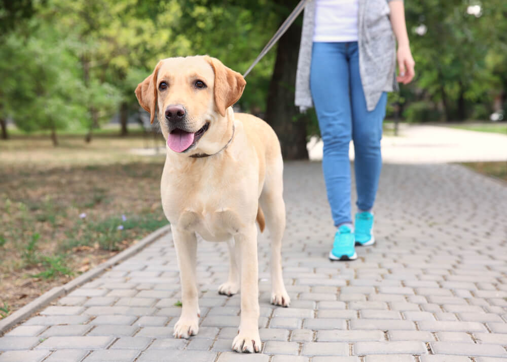 a woman wearing blue sneakers, blue jeans, a white shirt and a grey sweater walks a yellow lab through a park 