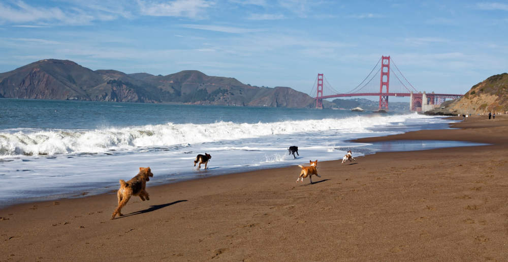 five dogs are running on Baker’s Beach with view of Golden Gate Bridge in the distance 
