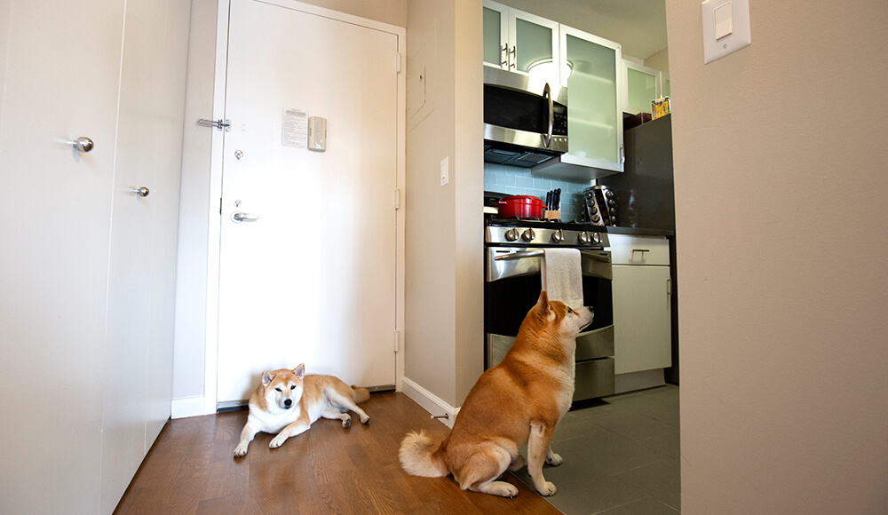 shiba inu dogs sitting near the kitchen in a Blueground apartment in New York City 