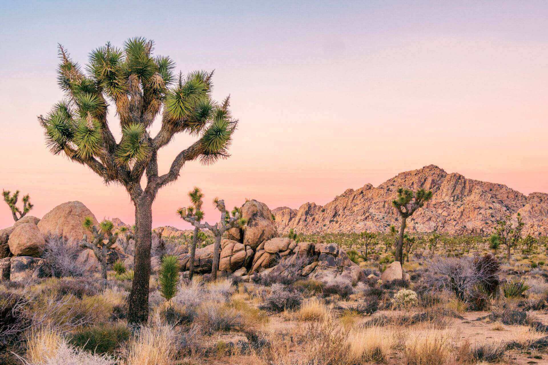 5 Outstanding National Parks Near Los Angeles Blueprint 5 outstanding national parks near los angeles blueprint