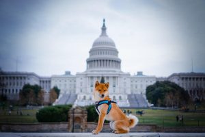 A Shiba Inu sitting in front of the Capitol Building