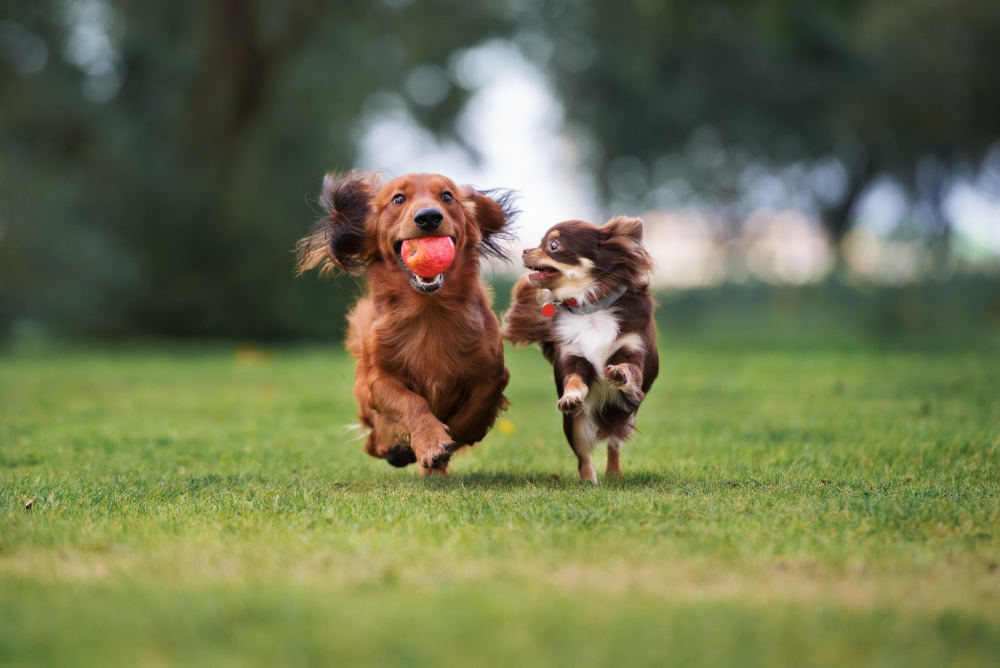 two small brown dogs running on a grassy open field while one of the dogs holds a red apple in his mouth 