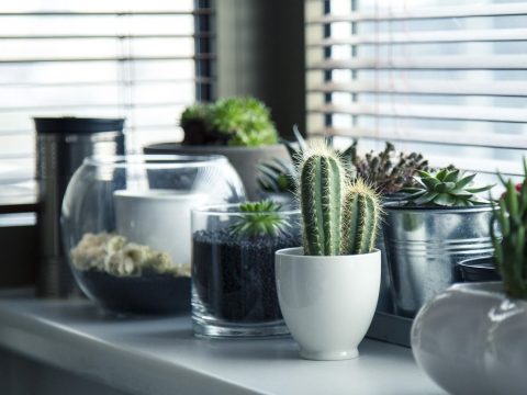 apartment plants A cluster of indoor plants on a window sill