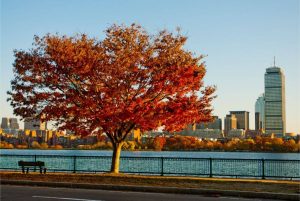 a landscape of a tree with red and orange leaves in Boston during autumn