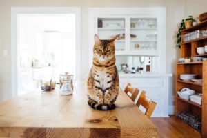 pet-friendly apartments Chicago cat sitting on a kitchen table
