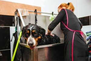 dog grooming sf big dog having a bath