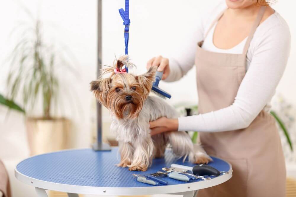 terrier puppy being groomed