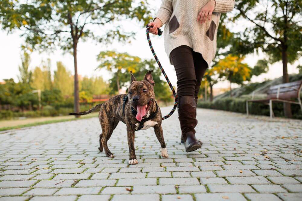 woman walking a dog on a leash 