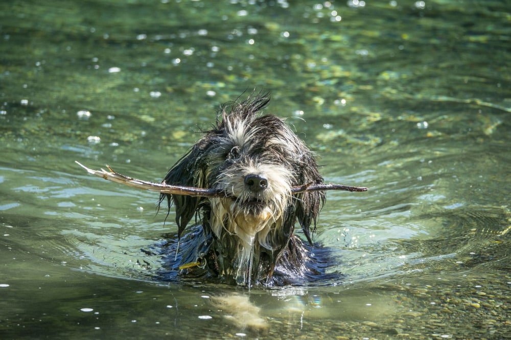 dog with a stick in his mouth playing in a pond