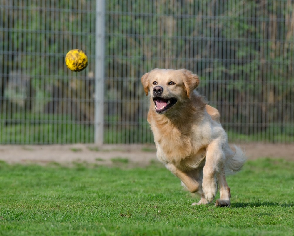a Golden Retriever chasing after a ball