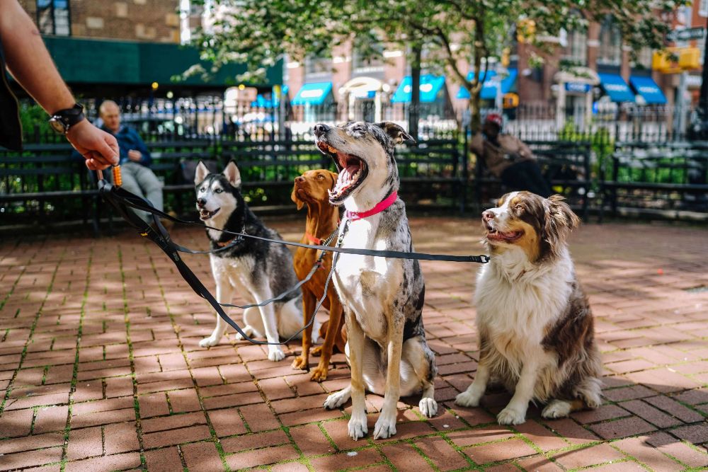 pet-friendly apartments Chicago four dogs being walked in a park