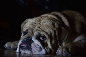 sad looking english bulldog