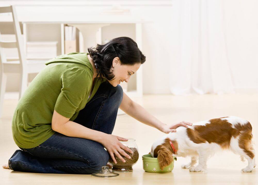 a woman wearing a green shirt and blue jeans is petting a brown and white dog who is eating food out of a small green bowl. In the background of the photo there is a white table and chairs 